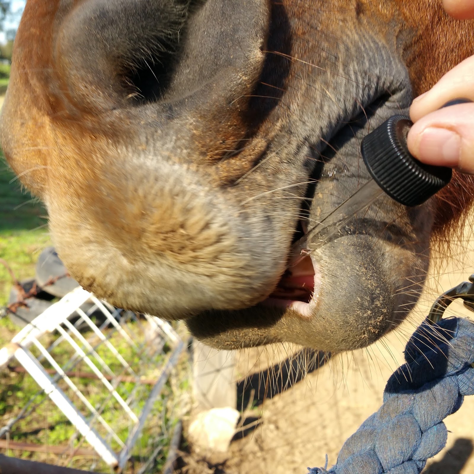 Administering Remedies Heal with Ease Horses