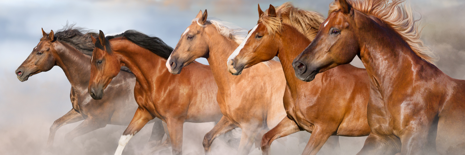 Welcome To Heal With Ease Horses Heal With Ease Horses